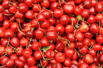 Fresh, juicy, raw, organic, natural sweet cherries fruits on a pile after harvest in summer