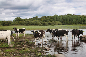 Cows of Connemara 
