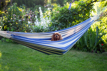 Cute dog relaxing in a hammock