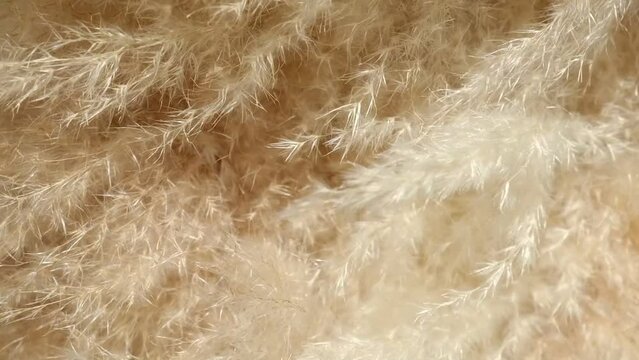 Dry sedge grass in the wind. Pastel neutral colors. Earth tones. Abstract natural background. Natural Beige. Pampas grass, seeds. Neutral colors. Selective focus. Trend concept.	