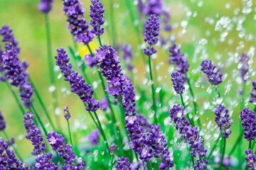 lilac lavender blooms on a green background under raindrops
