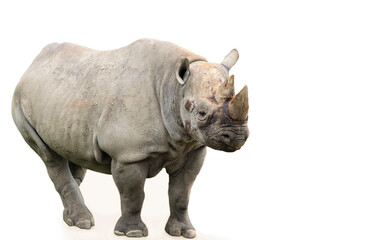 Obraz premium funny rhino stands, wild life background