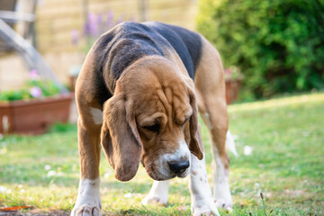 cute beagle dog is sad in nature in summer