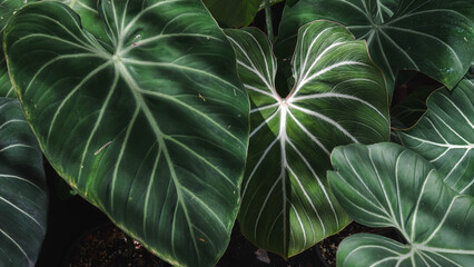 Green leaves plant growing in wild, the tropical forest plant, Abstract tropical leaf green leaf texture on black background. Idea for house plant © NENGKUNG