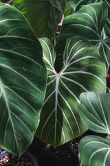 Philodendron Gloriosum Green leaves plant growing in wild, the tropical forest plant, Abstract tropical leaf green leaf texture on black background.