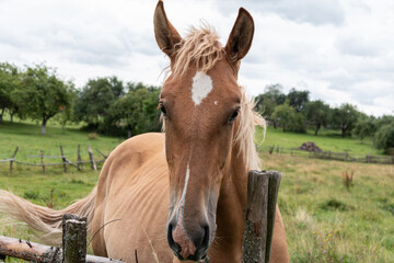 A beautiful red horse with a white spot on its forehead grazes in a meadow. Close-up. Walking a horse.