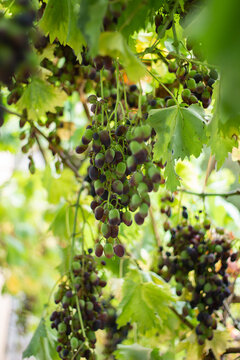 bunch of grapes