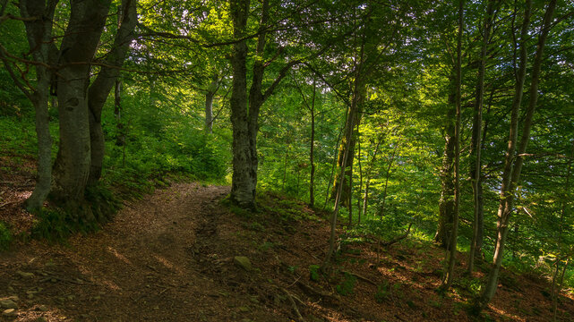 path through beech forest. beautiful outdoor nature scene. green landscape concept. travel background in dappled light on a sunny day