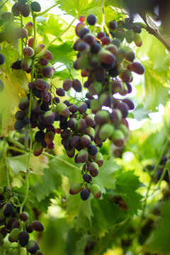 bunch of grapes