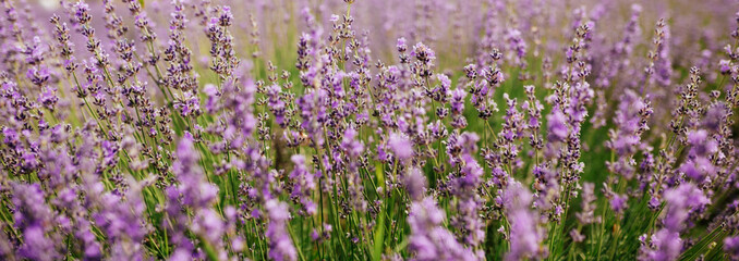 Obraz premium Lavender Field in the summer. Aromatherapy. Nature Cosmetics