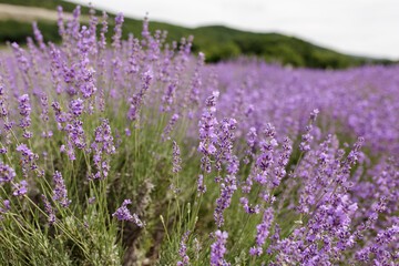 Lavender Field in the summer. Aromatherapy. Nature Cosmetics
