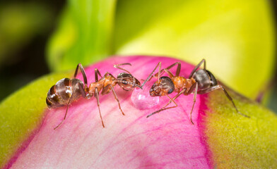 Ants on a flower in the garden drink the rossa looking for food, gardening life, beautiful bright coloring with space for text education science nature school, training