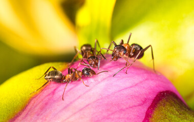 Ants on a flower in the garden drink the rossa looking for food, gardening life, beautiful bright coloring with space for text education science nature school, training