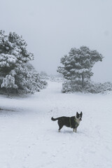 dog in snowy landscape