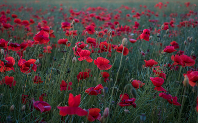 Obraz na płótnie Canvas Field of poppies. Red poppy flowers at sunset. symbol of sleep, peace and death. National flower of Albania and Poland.