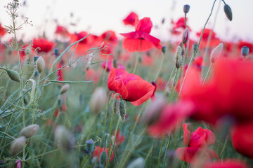 Obraz premium Field of poppies. Red poppy flowers at sunset. symbol of sleep, peace and death. National flower of Albania and Poland.