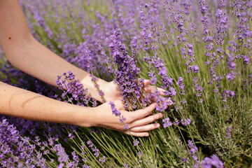 Close up on hand of happy young woman in white dress on blooming fragrant lavender fields with endless rows. Bushes of lavender purple aromatic flowers on lavender fields