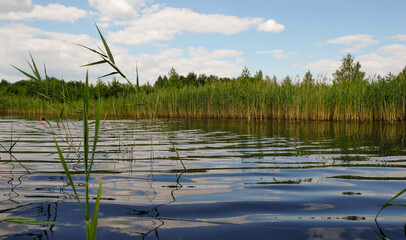 Deserted forest lake. A man swims in the distance. Circles on the water.