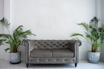 Sofa and trees with white wall background.