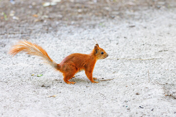 A small red-haired nimble squirrel against the background of a light gray sandy forest floor.