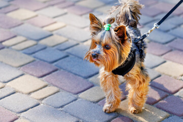 Cute photo of a Yorkshire terrier with a pigtail on his head on a sunny summer day. Selective focus. Copy space.