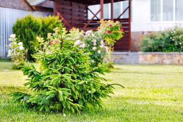 A beautiful small spruce tree on a fresh green lawn in the sunlight in blur. Copy space.