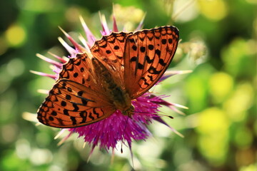 Obraz premium High brown fritillary (Fabriciana adippe), colorful butterfly mon meadow flower