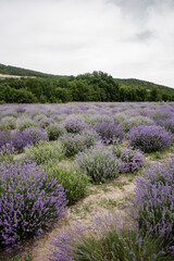 Fototapeta na wymiar Lavender Field in the summer. Aromatherapy. Nature Cosmetics