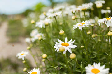 Chamomile flower field. Camomile in the nature. Field of camomile at sunny day at nature. Camomile daisy flowers in summer day