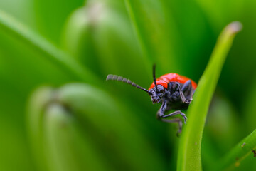 The scarlet lily beetle, red lily beetle, or lily leaf beetle (Lilioceris lilii), is a leaf beetle that eats the leaves, stem, buds, and flowers, of lilies. Bright red and elegant.