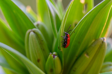The scarlet lily beetle, red lily beetle, or lily leaf beetle (Lilioceris lilii), is a leaf beetle that eats the leaves, stem, buds, and flowers, of lilies. Bright red and elegant.