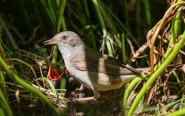 Whitethroat is widely distributed in gardens, parks, meadows and agricultural landscapes of Europe.