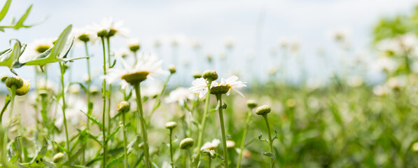 Chamomile flower field. Camomile in the nature. Field of camomile at sunny day at nature. Camomile daisy flowers in summer day