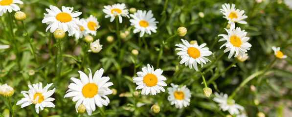 Fototapeta premium Chamomile flower field. Camomile in the nature. Field of camomile at sunny day at nature. Camomile daisy flowers in summer day