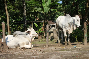 Close-up photo of a white Indonesian local cow tied up in a field in front of a house