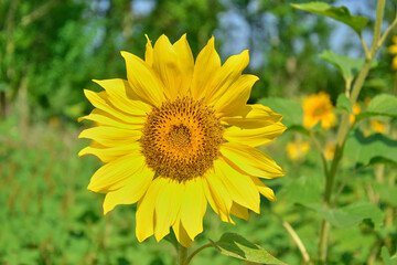 Close-up of field with bright yellow sunflowers against blue sky and bees at work.
