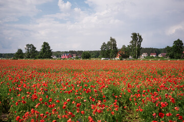 Fototapeta na wymiar Beautiful summer day. Red poppy field in countryside.
