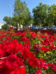 photography close-up flowers spray roses red fragrant delicate. High quality photo