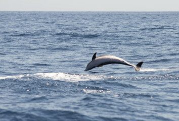 Fototapeta premium dolphin jumping in the ocean
