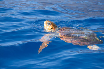 sea turtle swimming in the ocean