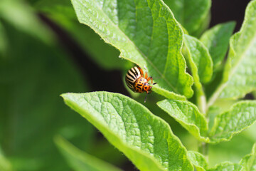 Young Colorado beetles sit on a potato leaf. - 513924785