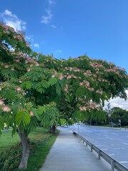 photo of a beautiful flowering tree on the background of city roads. High quality photo