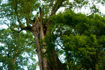 Taiwan, Lala Mountain, national forest, protected area, huge, thousand-year-old sacred tree