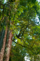 Taiwan, Lala Mountain, national forest, protected area, huge, thousand-year-old sacred tree