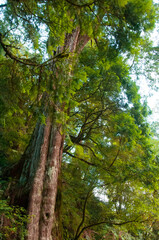 Taiwan, Lala Mountain, national forest, protected area, huge, thousand-year-old sacred tree
