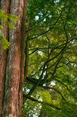 Fototapeta premium Taiwan, Lala Mountain, national forest, protected area, huge, thousand-year-old sacred tree