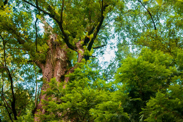 Taiwan, Lala Mountain, national forest, protected area, huge, thousand-year-old sacred tree