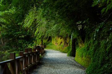 Taiwan, Lala Mountain, national forest, protected area, green, quiet, forest trail