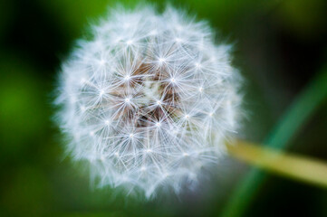 close-up, blooming, dandelion, tidbit, flower