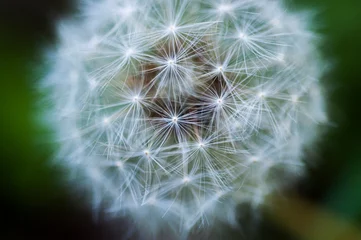 Rolgordijnen close-up, blooming, dandelion, tidbit, flower © wu shoung